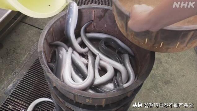 鳗苗最新动态,探寻自然美景之旅,寻觅内心平静之旅